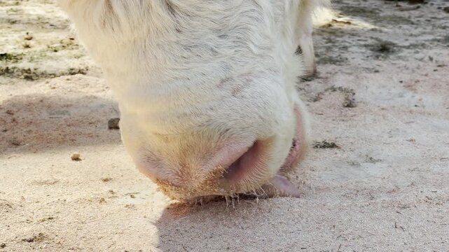 A majestic curly-haired bull bows its head to graze on the dusty ground. This action is met with the loud, echoing sounds of distant animal cries and birdsong. The zoo's lively atmosphere fills air.