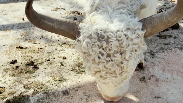 A majestic curly-haired bull bows its head to graze on the dusty ground. This action is met with the loud, echoing sounds of distant animal cries and birdsong. The zoo's lively atmosphere fills air.
