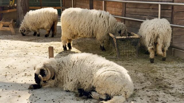 shaggy sheep rest and forage within their wooden enclosure. Their constant chewing against the backdrop of singing birds and animal calls creates a rhythmic munching sound.