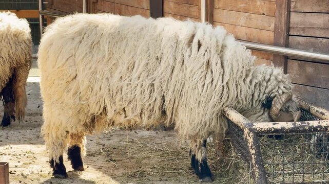 A woolly sheep eats hay from a metal feeder inside its zoo enclosure. This peaceful snacking creates a soft munching sound. Nearby birds sing and distant animals scream, filling the air with life.