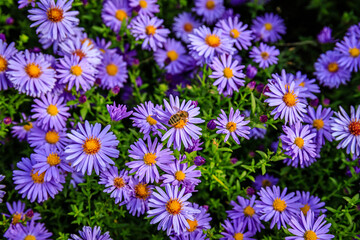 Bright purple flowers bloom in a garden with a small bee on one of the petals during springtime © Fleuronica
