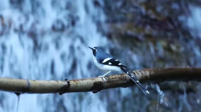 A beautiful wild Slaty-backed Forktail (Enicurus schistaceus) perched on a wet bamboo pipe against a tranquil flowing waterfall background