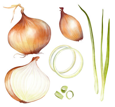 Watercolor hand drawn set with illustration of onion bulbs isolated on white background. Clipart. Different types of white or golden onions. Whole, halved onions, sliced rings, chopped green onions