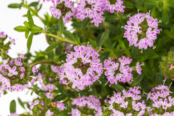 Obraz premium Pink flowers grow in clusters on green leaves in a garden setting during daytime hours
