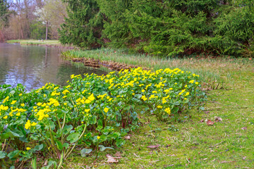 Fototapeta premium Bright yellow flowers grow along the edge of a calm lake in spring at a park with green trees in the background