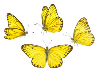 Fototapeta premium 3D Cluster of Yellow Butterflies Flying Nature Icon