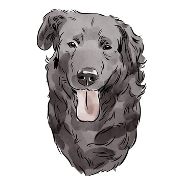 Hand Drawn Watercolor Illustration of Flat-Coated Retriever Dog Portrait Isolated on White
