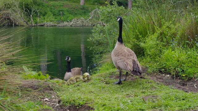 A family of geese with goslings resting by a serene pond surrounded by lush vegetation. Ideal for nature documentaries or wildlife education.