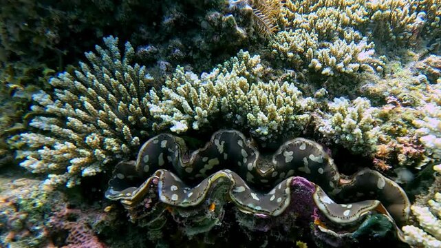 Snorkeling POV dolly in to a Tridacna squamosa, known commonly as the fluted giant clam and scaly clam that clenches upon sensing danger. Wildlife sighting in Dauin, Philippines