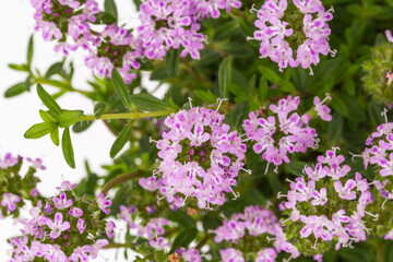 Obraz premium Flowers grow in clusters in a garden showing small pink blooms and green leaves in early spring