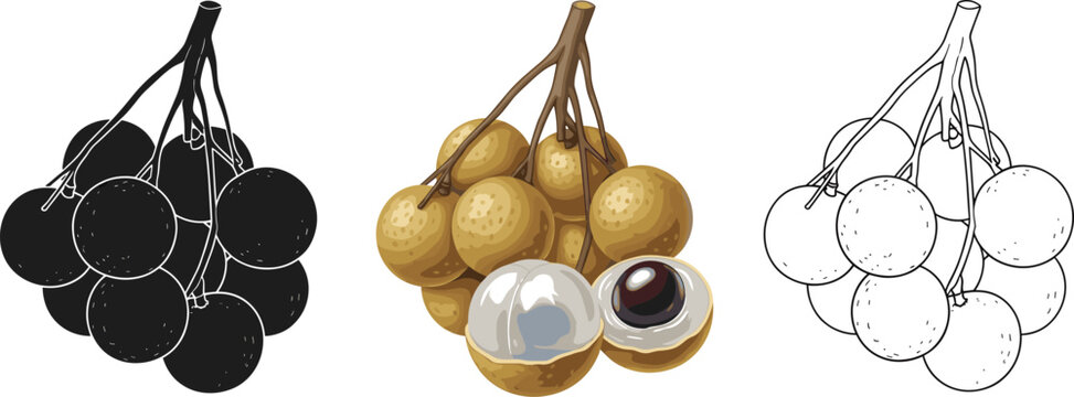 Three styles of longan fruits black white and colored isolated on transparent background