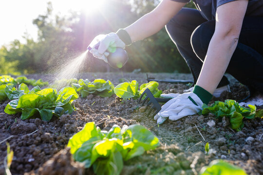 Woman Watering Lettuce Seedlings In Vegetable Garden
