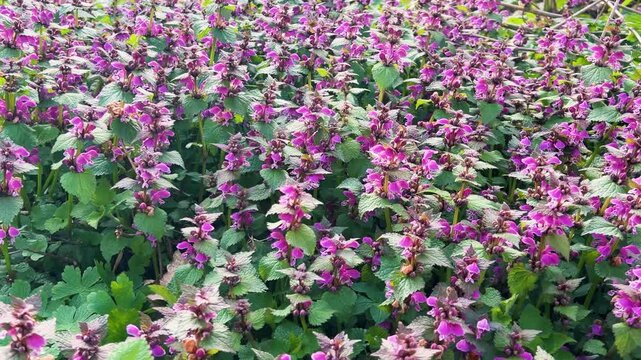 Close up of purple lamium purpureum flowers. Red dead-nettle or lamium maculatum blooming in the garden. Wildflowers of the lamiaceae family growing in the green grass. 