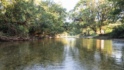 Obraz premium Tropical forest river flowing through lush green trees