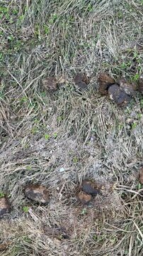 Close-up horse manure on dry grass, scattered dark pellets across withered park turf, gritty earthy texture, signs of drought