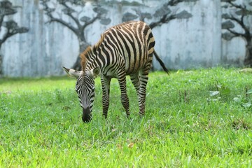 Naklejka premium a zebra is seen grazing in the field during the day