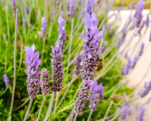 Fototapeta premium Bee Pollinating Lavender Flowers in Summer Garden