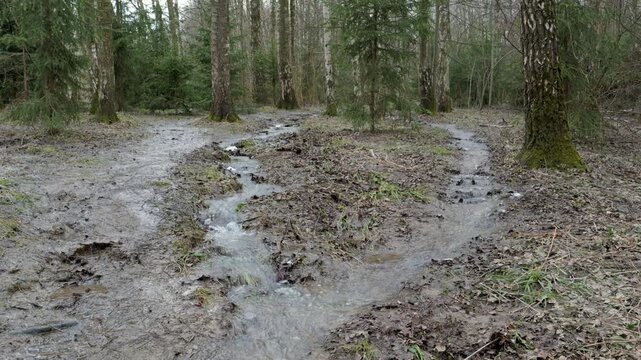 Spring flooded spruce trees. High water in spring forest.
