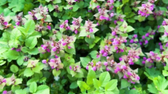 Close up of purple lamium purpureum flowers. Red dead-nettle or lamium maculatum blooming in the garden. Wildflowers of the lamiaceae family growing in the green grass. 