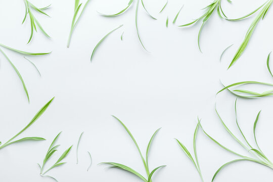Floral pattern with green leaves, top view. Herbal cosmetic or medicine ingredients background