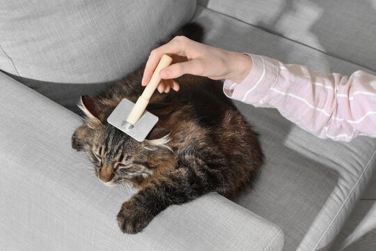 Owner brushing fluffy cat on couch at home, closeup