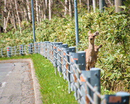道路に飛び出そうとする仔鹿（エゾシカ） Young Ezo Deer Fawn About to Cross a Road