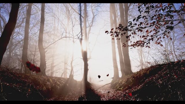 Amazing rays of lights in the forest with mystic atmosphere. Brasov, Romania.