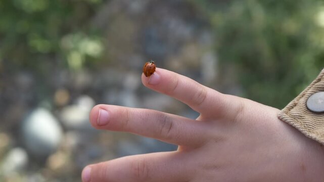 Ladybug on child fingers in natural outdoor setting, education concept for ecology and biology visuals. Ladybug highlights learning and interaction. Closeup insect on hand with soft background