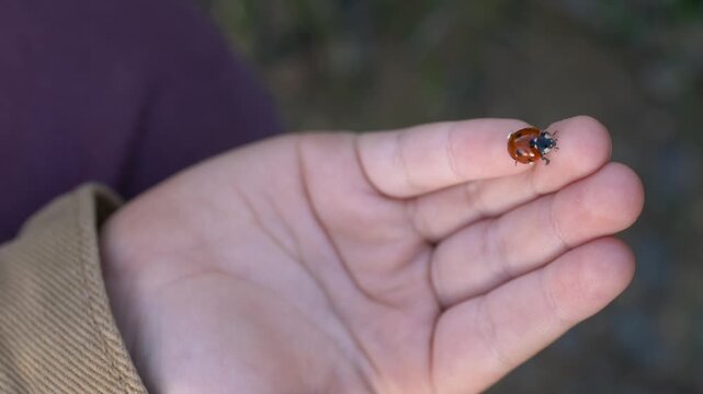 Ladybug resting on child hand in closeup, educational concept for biology and environmental awareness. Ladybug highlights observation skills, curiosity and nature learning. 