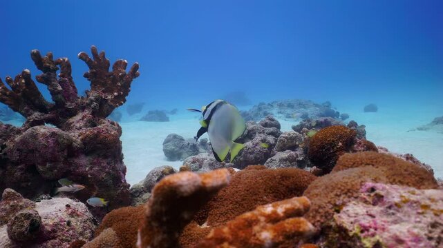 Batfish Being Cleaned by Wrasse at Coral Reef Cleaning Station