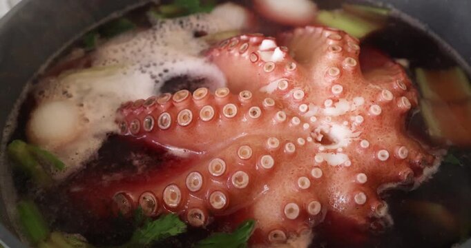 Large red octopus boiling in grey pot on kitchen stove. Chef cooking fresh seafood with celery and onion in dark liquid. Culinary process of preparing delicious mediterranean dish for dinner at home.