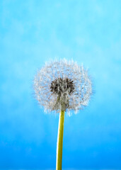Fototapeta premium Dandelion puff stands tall against blue sky background in a simple setting during daylight
