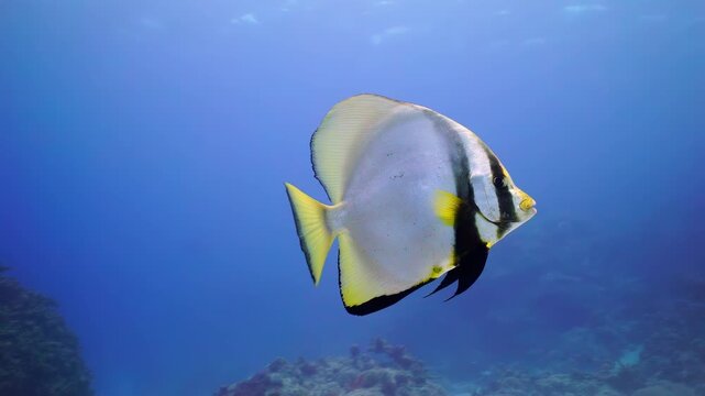 Batfish Swimming in Crystal Clear Blue Ocean Water