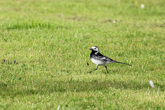 One willie wagtail walking on the grass