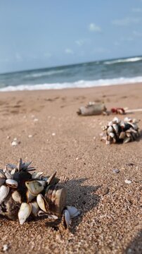 Bottles covered in barnacles were washed ashore by the waves. concept of marine environmental conservation, the problem of ocean debris, and impact on ecosystems. 4K vertical footage