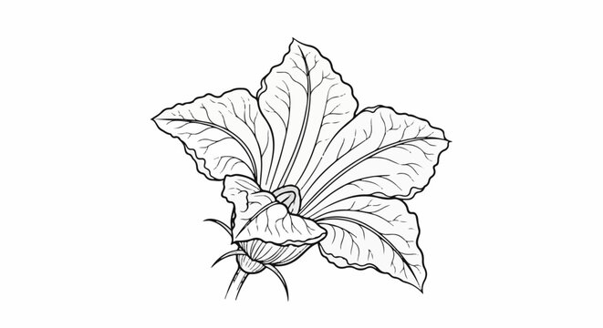 A delicate line drawing of a blooming flower with five prominent petals and green sepals