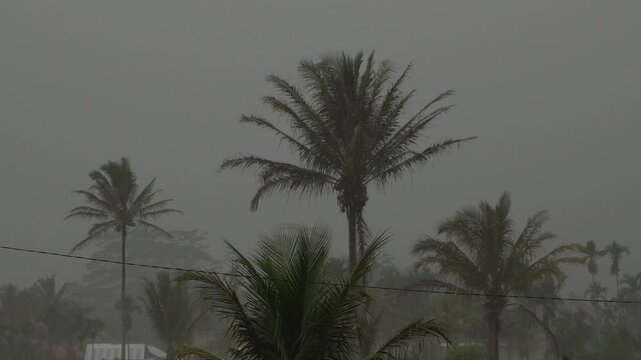 Heavy Rain at Twilight and Foggy Tropical Evening Background 4K