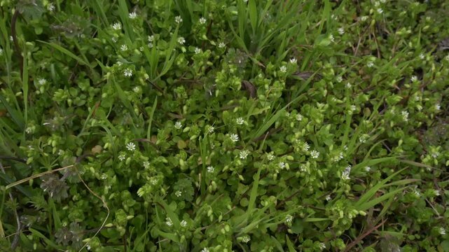 High-quality vertical tilt movement over a fresh carpet of green leaves and small blooming white wildflowers, perfect for relaxation and yoga.