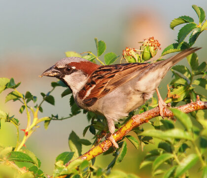 House sparrow male perched on branch in natural vegetation environment, Passer domesticus
