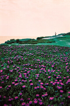 field of pink flowers