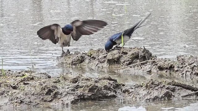 

A Swallow Couple Collaboratively Gathering Mud and Nesting Materials in a Rice Paddy #003

