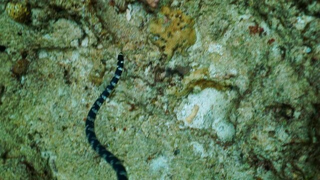 Top view of a banded sea snake swimming over coral reef, 4K