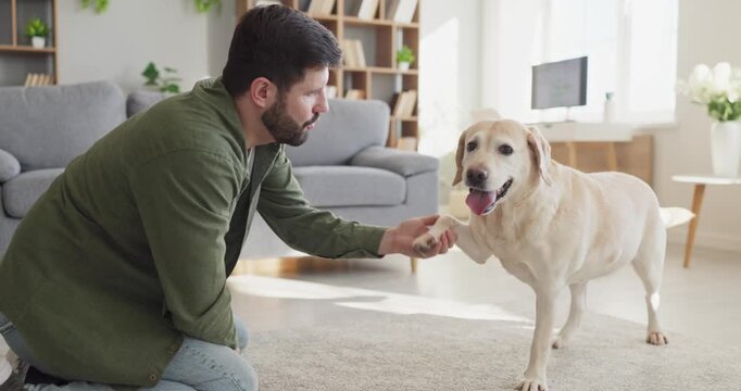 Man owner training labrador retriever dog indoors. Gentle man kneels on carpet as the dog offers paw for a shake in a tidy bright home. Dog responds well to guidance. A neat pet training concept.