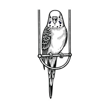 Colorful Budgie Perched on Swing.