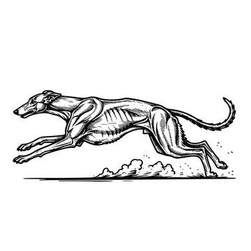 Greyhound dog running fast sprinting.