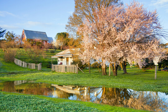 A small farm cottage a spring blossom on fruit trees reflected in a large rain puddle