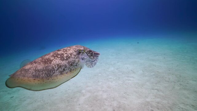 Cuttlefish Camouflage and Movement over Tropical Sandy Seabed