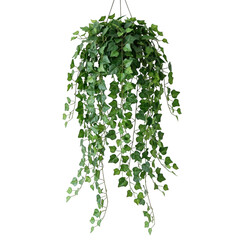 Fototapeta premium Cascading green ivy plant isolated on transparent background