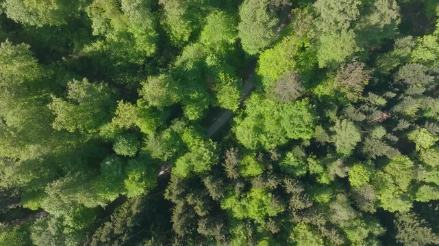Top view of forest canopy at Z&uuml;richberg mountain at Swiss city of Z&uuml;rich on a sunny spring morning. Video shot April 30th, 2026, Zurich, Switzerland.