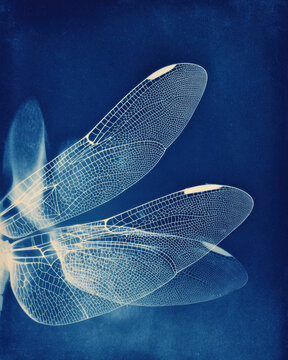 Minimalist cyanotype dragonfly wings with translucent wings in deep Prussian blue tones. Elegant photogram with subtle organic details and soft texture, featuring large negative space